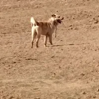 سگ عراقی|سگ|ماهنشان, |دیوار