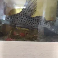 یک عدد ماهی کت وارونه