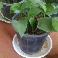 گل های پتوس سبز