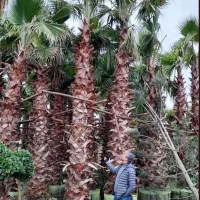 فروش گیاه وگلدان/ اجرای فضای سبز