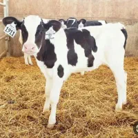 راهنمایی کنید