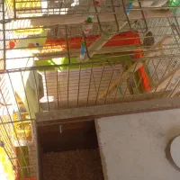 عروس هلندی جفت همراه تخم