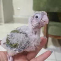 گرینچیک آناناسی سرلاکی