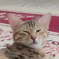 گربه گمشده  مژدگانی عالی|حیوانات|ایلام, |دیوار