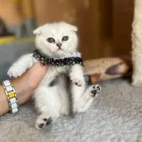 گربه های اصیل ونژاد دار|گربه|بندر کنگان, |دیوار