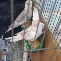 عروس هلندی