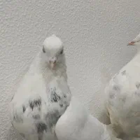 6 تا طوقی  نر خوب  دونه 375|پرنده|شاهین‌شهر, فیض|دیوار