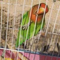 پرنده بازیگوش