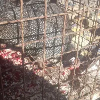 ۲عدد بوقلمون نر و ۲ عدد هشترخانی نرو ماده