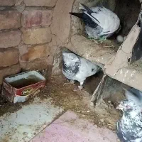 کفتر|پرنده|بیرجند, |دیوار