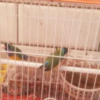 معاوضه فنچ گلدین با طوطی کتوله برزیلی|پرنده|کهنوج, |دیوار