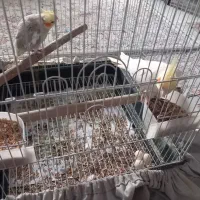 یک جفت عروس هلندی با قفس|پرنده|وحیدیه, |دیوار