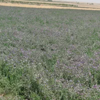 بذر یونجه امریکایی|خدمات باغبانی و درختکاری|شوشتر, |دیوار