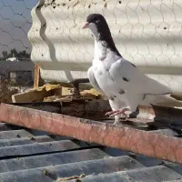 کبوتر یال گلدار نر|پرنده|فسا, |دیوار