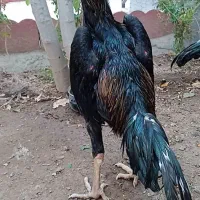 خروس اوشامو آلمانی اصل