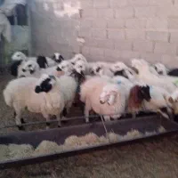 بره محلی|حیوانات مزرعه|سیرجان, |دیوار