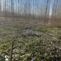 5000-هزار-متر-زمین-باغات-باچوب-4-ساله