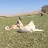 پژدر ۹ماهه|سگ|قروه, |دیوار