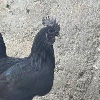 مرغ و خروس زینتی جوان