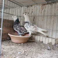 کفتر پرشی ضمانتی کاشان