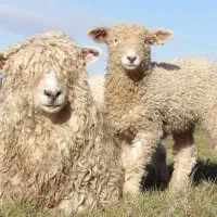 کارگر جهت کار در دامداری
