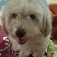 سگ نره دوساله برای نگه جای نگه دارشوندارم|سگ|مشگین شهر, |دیوار