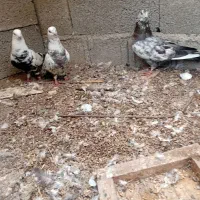 کبوتر|پرنده|رشت, حومه رشت|دیوار