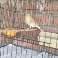 ماده قناری جفتی سهره و گلبسر