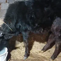 فروش گاو گوساله