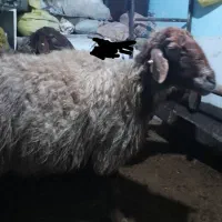 میش،بره بز بزغاله