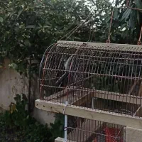 قفس دست ساز