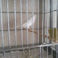 قناری سفید ماده اماده