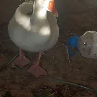 غاز|حیوانات مزرعه|اهواز, فتح|دیوار