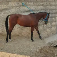 اسب مادیون|اسب و تجهیزات اسب‌سواری|باوی, |دیوار