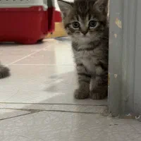 بچه گربه بریتیش بلک گلد