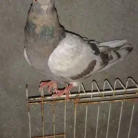 کبوتر