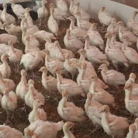 جوجه بوقلمون