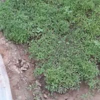 نهال گوجه