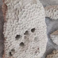 سنگ مرجان و صدف قیمت مناسب