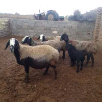 میش شال بره دار|حیوانات مزرعه|بوئین زهرا, |دیوار