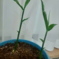 نشاء زنجبیل|گل و گیاه طبیعی|ابهر, |دیوار