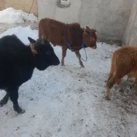 گوساله نر ۴عدد|حیوانات مزرعه|اردبیل, |دیوار
