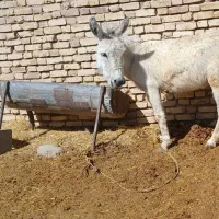 خر /الاغ‌گله ای