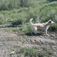 سگ نگهبان