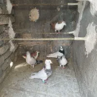 کبوتر هوایی و جفتگاه طوقی کلاغ دم ساده|پرنده|قائن, |دیوار