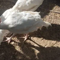 بوقلمون بیوتی۶|حیوانات مزرعه|بندرعباس, |دیوار