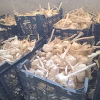 سیر بذری درجه۱
