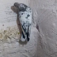 کبوتر سرور گرفتنی|پرنده|سلماس, |دیوار