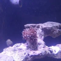 مرجان همر|ماهی|قم, مسجد امام حسن|دیوار