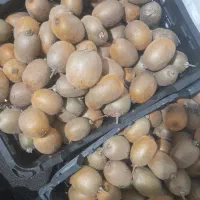 فروش کیوی هاروارد|عمدهفروشی|املش, |دیوار